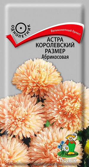 Семена Астра королевский размер Абрикосовая. Великолепный букет!&nbsp;Растение широкораскидистое, высотой до 100 см. Соцветия оранжево-абрикосовой окраски. Цветет в августе - сентябре. Используют очень широко: для посадки в сборные цветники группами, на рабатки - рядами, для бордюров и срезки.<br>
 <br>
 <br>
Растение предпочитает открытое солнечное место, но выносит и полутень. Лучше растет на легких, плодородных почвах. Не переносит внесения органических удобрений в год посадки. Семена высевают с середины февраля по апрель. Глубина заделки семян 0,5 см. При температуре +20 °C всходы появляются на 7-14 день. Через 3-4 недели посевы пикируют и выращивают при температуре 12-15 °C. В грунт рассаду высаживают во второй половине мая, выдерживая расстояние между растениями 20-30 см. Семена соответствуют требованиям международных стандартов и ГОСТу РФ 12260-81.