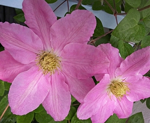 Клематис Ханагурума