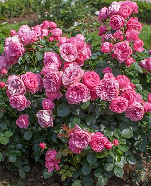 Роза флорибунда Леонардо Да Винчи