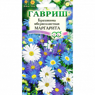 Брахикома иберисолистная Маргарита Брахикома иберисолистная Маргарита