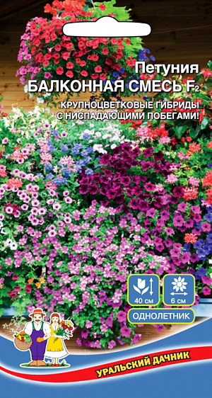 <div>
 Семена Петуния Балконная смесь F2 крупноцветковая.
</div>
<p>
 Ампельная обильноцветущая петуния. Стебли свисающие, гиб- кие, длиной 35-40 см, равномерно усыпаны огромным количеством цветков разнообразной окраски Ø6-8 см. Цветение раннее и продолжительное, с мая до окончания сезона. Растения прочные, хорошо переносят воздействие дождя и ветра, не теряя своей декоративности. Петуния светолюбива, засухоустойчива, хорошо адаптируется к любым условиям выращивания. Идеально подходит для выращивания в подвесных корзинах, кашпо и балконных ящиках.
</p>
<p>
 Посев на рассаду в феврале-апреле, поверхностно – семена слегка вдавливают в почву, землёй не присыпают, под стекло или плёнку (после появления всходов убирают). Для прорастания петунии необходим свет и температура около 25°С, при таких условиях всходы появляются на 14-20 день. После появления первых двух настоящих листиков сеянцы пикируют. В открытый грунт высаживают в мае-июне, когда минует угроза заморозков, выдерживая расстояние между растениями 20-30 см. При ранних сроках посева цветение начинается в мае.
</p>