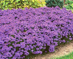 Астра кустарниковая Блю Лагун