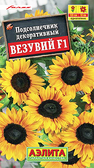 Семена Подсолнечник декоративный Везувий F1 из каталога Подсолнечник Семена Подсолнечник декоративный Везувий. <b>Самый раннецветущий гибрид</b> итальянской селекции! Уже через 50-60 дней от посева раскрываются первые яркие изящные соцветия-корзинки ? 12 см. Желто-оранжевые лепестки очень эффектно смотрятся на фоне небольшого темного, словно жерло вулкана, почти черного диска. Растения неприхотливы в уходе. Стебли прочные, высотой 110-120 см, не ветвятся, листья небольшие. <b>Просто идеальный</b> срезочный гибрид! Растения не имеют пыльцы и не вызывают аллергических реакций. Букет из подсолнухов – символ оптимизма, благополучия и радости – будет радовать глаз почти три недели.<br>
<br>
Посевы размещают на плодородных, дренированных почвах нейтральной кислотности. Посев на рассаду в апреле в отдельные горшочки ускоряет цветение на 3-4 недели.<br>