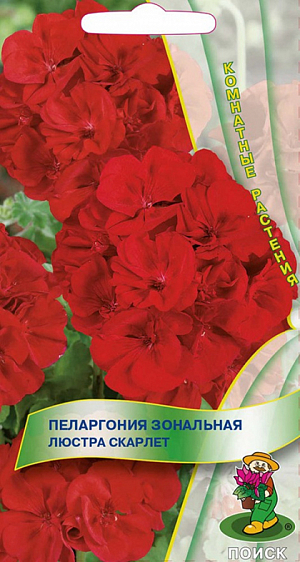 <div>
 Семена Пеларгония зональная Люстра Скарлет.
</div>
 Великолепная компактная форма.&nbsp;Растение высотой около 35 см. Листья округлые, с темным пятном в форме подковы. Цветы диаметром до 2,5 см, красные. Прекрасно подходит для горшечной культуры, летом можно высаживать в открытый грунт и балконные ящики.<br>
 <br>
&nbsp;Растение засухоустойчивое, предпочитает солнечные месторасположение и рыхлые плодородные почвогрунты. Посевы можно проводить начиная с января. Глубина заделки семян 0,5 см. Посадочную емкость накрывают стеклом и ставят в освещенное место. При температуре почвы +20˚C всходы появляются на 15-20 день. В фазе 2-3 настоящих листочков сеянцы пикируют. Для лучшего кущения рассаду прищипывают над 5-6 листом.