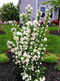 Жасмин Жемчуг