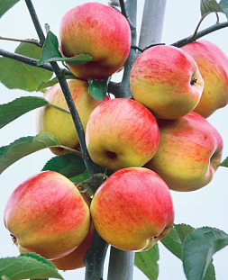 Саженцы Яблоня Татьяна