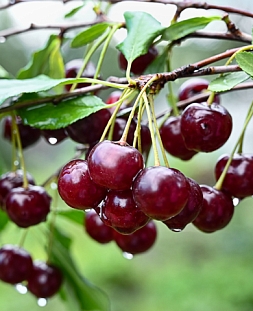 Саженцы Вишня Загарушка