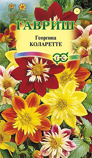 Семена Георгина Коларетте.
Многолетнее травянистое растение, чаще культивируемое, как однолетник из семейства Астровые.
Формирует прямостоячий полураскидистый куст с прочными стеблями, ярко-зелеными листьями, высотой 50 см. Соцветия оригинального строения, с центром из мелких трубчатых лепестков (цветков) и с двумя рядами язычковых, диаметром до 10 см, желтой, белой, розовой, красной, оранжевой, пурпурно-карминной окраски.
Цветение обильное с июля до заморозков. Предпочитает солнечные, защищенные от ветра участки с рыхлой плодородной почвой. 
Выращивается рассадным способом. Посев семян на рассаду проводят в марте-апреле. 
При температуре почвы 18°C всходы появляются через 7-14 дней.
В открытый грунт растения высаживают после окончания весенних заморозков.
Георгина зацветает через 2-3 месяца после посева. Используется для посадки на клумбах, рабатках, контейнеров и на срезку.
