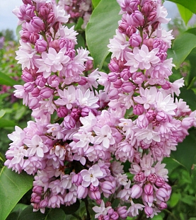 Сирень обыкновенная Фэнтези