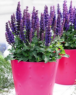 Шалфей Сенсейшн Компакт Дип Блю