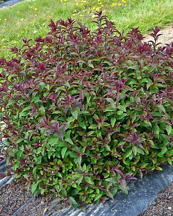 Спирея японская Мерло Грин