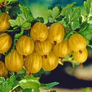 Крыжовник Янтарный