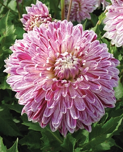 Георгин крупноцветковый Авиньон