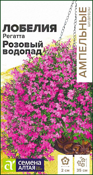 <div>
 Семена Лобелия Регатта Розовый водопад.
</div>
Однолетние лобелии серии Regatta являются эталоном среди ампельных лобелий. Они сочетают в себе экстрараннее обильное и продолжительное цветение и широкий спектр окрасок. Растение сначала формирует сильно-ветвистый кустик, высотой 15-20 см, и затем, продолжающие свой рост побеги, начинают ниспадать каскадами ярких цветов, достигая длины до 35 см. В период цветения все растение покрыто одиночными, до 2 см в диаметре, темно-розовыми с белым центром цветками. Отлично подойдет для выращивания в подвесных кашпо и балконных ящиках, вазонах и больших контейнерах. Светолюбивое, теневыносливое и влаголюбивое растение, достаточно холодостойкое. Предпочитает незатенённые места с хорошо дренированными супесчаными и суглинистыми почвами средней влажности. Посев на рассаду в конце февраля-начале марта в ящики с лёгким грунтом. Семена заключены в мультидраже, их равномерно распределяют по поверхности влажного субстрата, слегка вдавливая в него. Не заглубляйте семена, так как для прорастания им нужен свет. Для получения наилучшего результата посев рекомендуем проводить в торфяные таблетки (одно драже в таблетку). Посевы увлажняют, накрывают пленкой и помещают в светлое теплое (+20-25оС) место, ежедневно их следует проветривать. Через 7-8 дней появятся всходы, пленку убирают. Рассаду перемещают в прохладное (+15-17оС) светлое место, оберегая от попадания прямых солнечных лучей. В условиях короткого светового дня всходам требуется досвечивание. С появлением 1-2-х настоящих листочков сеянцы пикируют. В открытый грунт на постоянное место рассаду высаживают когда минует угроза заморозков. Посадочный интервал 20-25 см. Цветение начинается через 70-80 дней от посева, с июня по сентябрь. Обрезка растений в августе, после основного цветения, стимулирует рост новых побегов и повторное цветение до глубокой осени. Внимание! Семена дражированные - оболочку драже не разрушать! Одно мультидраже содержит 3-5 семян. Благодаря этому при пикировке растение высаживается плотными пучками.