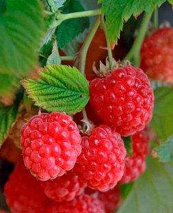 Саженцы Малина Дельбар Манифик