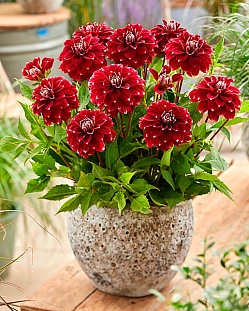 Георгин декоративный Ред Рок