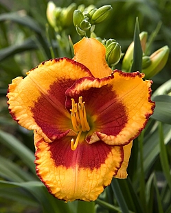 Лилейник Энди Кэнди