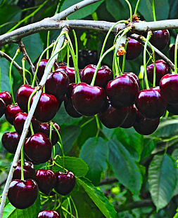 Черешня Бычье сердце Черешня Бычье сердце