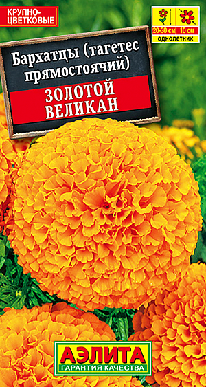 Семена Бархатцы Золотой великан. <br>
 <br>
 &nbsp;Новые бархатцы предстанут перед Вами во всей своей красе уже в начале июня. Крупные цветки насыщенных ярких расцветок не теряют своей декоративности около двух недель. Благодаря устойчивости к непогоде, куст прекрасно держит форму и заслуживает центрального места в балконных ящиках, контейнерах и вазонах. <br>
 <br>
"Золотой великан"- отличный помощник в заполнении промежутков между соседними растениями.
Агротехника. Выращивают рассадным способом. Посев проводят в первой половине апреля. Всходы появляются через 4-8 дней после посева, сеянцы пикируют в фазе 1-2-х настоящих листьев. Рассаду высаживают в конце мая – начале июня. Схема посадки 30х30 см. Возможен посев семян в открытый грунт в мае на глубину 1,5-2 см. Для продолжительного и обильного цветения растениям необходим своевременный полив, регулярная прополка, рыхление и подкормка минеральными удобрениями.