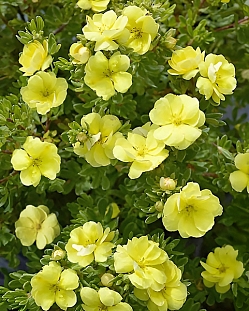 Лапчатка кустарниковая Дабл Панч Голд