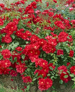 Роза почвопокровная Ред фейри