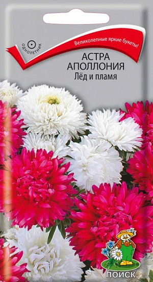 <div>
 Семена Астра Апполония Лед и пламя.
</div>
 Великолепные яркие букеты из красных и белых соцветий! Прочный куст высотой 70 см. Соцветия крупные, диаметром 10-12 см. Цветет в августе-сентябре. Используют очень широко: для посадки в сборные цветники группами, на рабатки - рядами, для бордюров и срезки.<br>
 <br>
 <b> Агротехника.</b> Растение предпочитает открытое солнечное место, но выносит и полутень. Лучше растет на легких, плодородных почвах. Не переносит внесения органических удобрений в год посадки. Семена высевают с середины февраля по апрель. Глубина заделки семян 0,5 см. При температуре +20˚C всходы появляются на 7-14 день. Через 3-4 недели посевы пикируют и выращивают при температуре 12-15˚C. В грунт рассаду высаживают во второй половине мая, выдерживая расстояние между растениями 20-30 см.