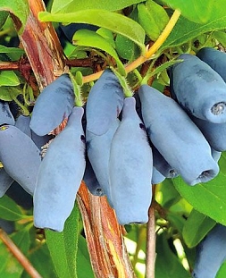 Саженцы Жимолость Восторг