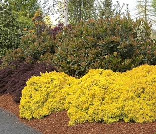 Барбарис тунберга Санни