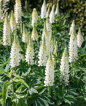 Люпин Белый