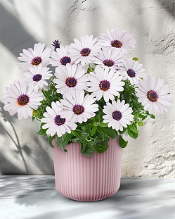 Остеоспермум Санни Феликс