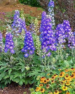 Дельфиниум Дельджиниус Глитци