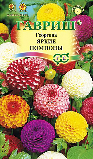 Семена Георгина Яркие помпоны.
Многолетнее травянистое растение, чаще культивируемое, как однолетник из семейства Астровые. 
Формирует прямостоячий полураскидистый куст с прочными стеблями, ярко-зелеными листьями, высотой 100 см. 
Соцветия плотные, помпонные, диаметром до 8 см, желтой, белой, розовой, красной, оранжевой, пурпурно-карминной окраски. 
Цветение обильное с июля до заморозков. Предпочитает солнечные, защищенные от ветра участки с рыхлой плодородной почвой. 
Выращивается рассадным способом. Посев семян на рассаду проводят в марте-апреле. 
При температуре почвы 18°C всходы появляются через 7-14 дней. 
В открытый грунт растения высаживают после окончания весенних заморозков. 
Георгина зацветает через 2-3 месяца после посева. Используется для посадки на клумбах, рабатках, в группах и на срезку.