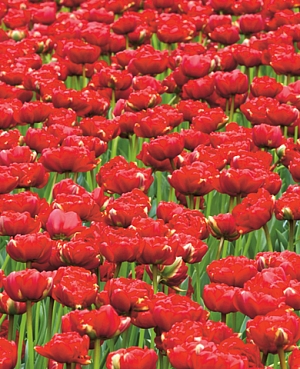 Тюльпан махровый поздний Миранда