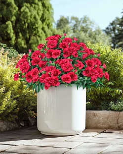 Гвоздика Оскар Перпл Вингс