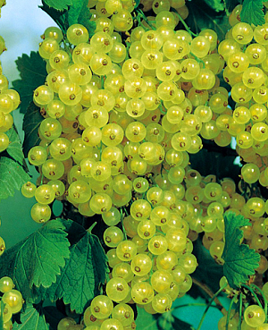 Саженцы Смородина Изумрудное ожерелье