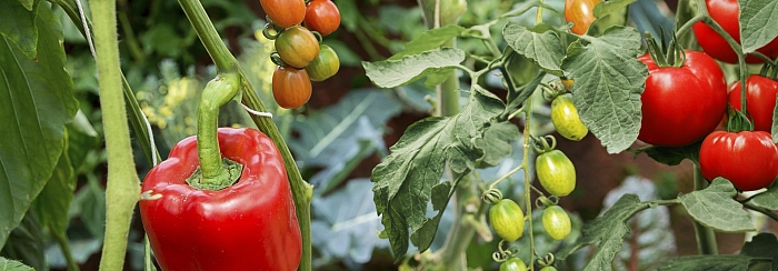 Как ускорить созревание томатов и перцев в конце лета, простые и эффективные приемы Как ускорить созревание томатов и перцев в конце лета, простые и эффективные приемы