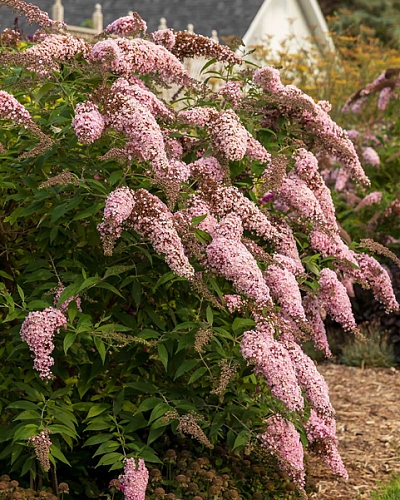 Буддлея Пинк Каскад