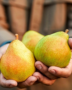 Саженцы Груша Москвичка