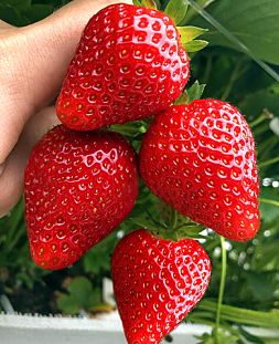 Саженцы Клубники (Земляники) садовой Кабрилло