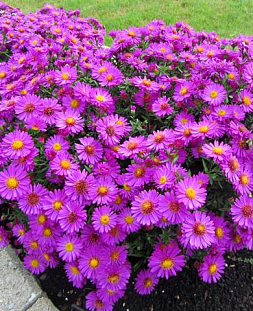 Саженец Астра кустарниковая Старлайт