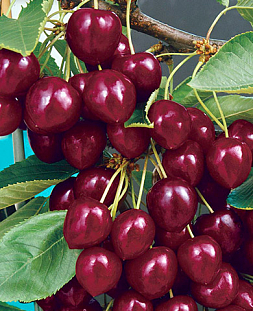 Саженцы Вишня Лебедянская