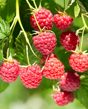 Саженцы Малина нектарная Хейса