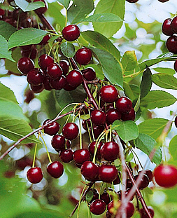 Саженцы Вишня Владимирская