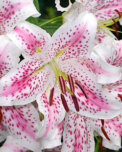 Лилия восточная Экстраваганза