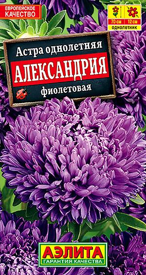 Семена Астра Александрия фиолетовая.
Прекрасный, обильноцветущий сорт с очень крупными, густо-махровыми соцветиями 11-13 см. Кусты прочные, высотой до 70 см, с многочисленными цветоносами. Цветение раннее и продолжительное, с июля и до окончания сезона. Растения холодостойкие, предпочитают солнечное местоположение. Хорошо переносят воздействие дождя и ветра не теряя своей декоративности. Используются для выращивания на клумбах, в цветниках и высоких бордюрах. Регулярная срезка распустившихся соцветий стимулирует закладку новых бутонов. 
Агротехника. Выращивают рассадным способом. С развитием первой пары настоящих листочков сеянцы пикируют. На постоянное место рассаду высаживают в возрасте 30-35 дней. Возможен посев семян в открытый грунт весной или под зиму, в конце октября, на глубину 0,5-1 см. Растениям необходимы регулярные поливы, прополки, рыхления и подкормки.