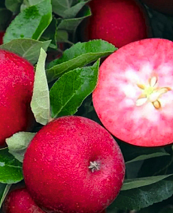 Саженцы Яблоня Розетта