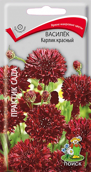 Семена Василек Карлик красный. Любимый цветок многих народов мира.&nbsp;Красивое стройное растение высотой 20-25 см. Махровые цветки собраны в соцветия-корзинки диаметром 4 см. Цветет с июня по сентябрь. Используют для оформления цветников и альпийских горок.&nbsp;<br>
Агротехника.&nbsp;Растение светолюбивое, холодостойкое. Почвы предпочитает рыхлые, питательные, нейтральные. Размножают посевом семян в апреле-мае в открытый грунт. Глубина заделки семян 0,3-0,5 см. При температуре почвы +20 °C всходы появляются через 14-20 дней. Сеянцы прореживают, оставляя расстояние между растениями 15-20 см.