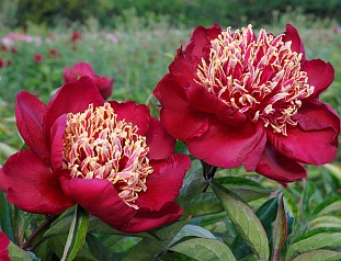 Пион травянистый Чарльз Бургес