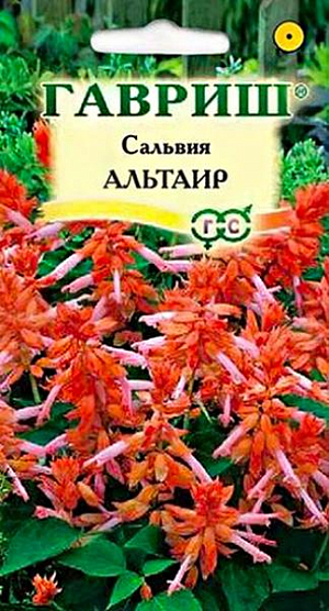 Семена Сальвия сверкающая Альтаир.
Роскошное растение из семейства Губоцветные. Образует густо облиственный, компактный кустик высотой 20-25 см, с прочными, темно-зелеными побегами. Двуцветные цветки лососевого и оранжевого оттенка, собраны в пышное кистевидное соцветие. Цветение раннее, обильное и продолжительное с июня до заморозков. Предпочитает солнечные участки с рыхлыми, умеренно плодородными почвами, может расти в полутени. Выращивают рассадным способом. Для получения рассады посев проводят в феврале-марте. Всходы появляются на 10-15 день. 