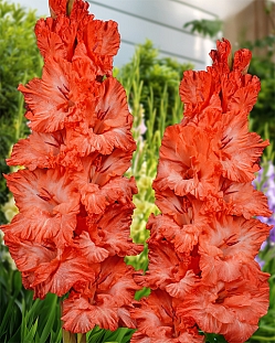 Гладиолус Дед Мороз